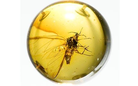 “It's not uncommon to find insects in amber… 